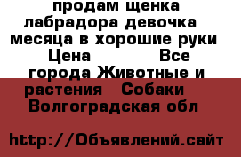 продам щенка лабрадора девочка 2 месяца в хорошие руки › Цена ­ 8 000 - Все города Животные и растения » Собаки   . Волгоградская обл.